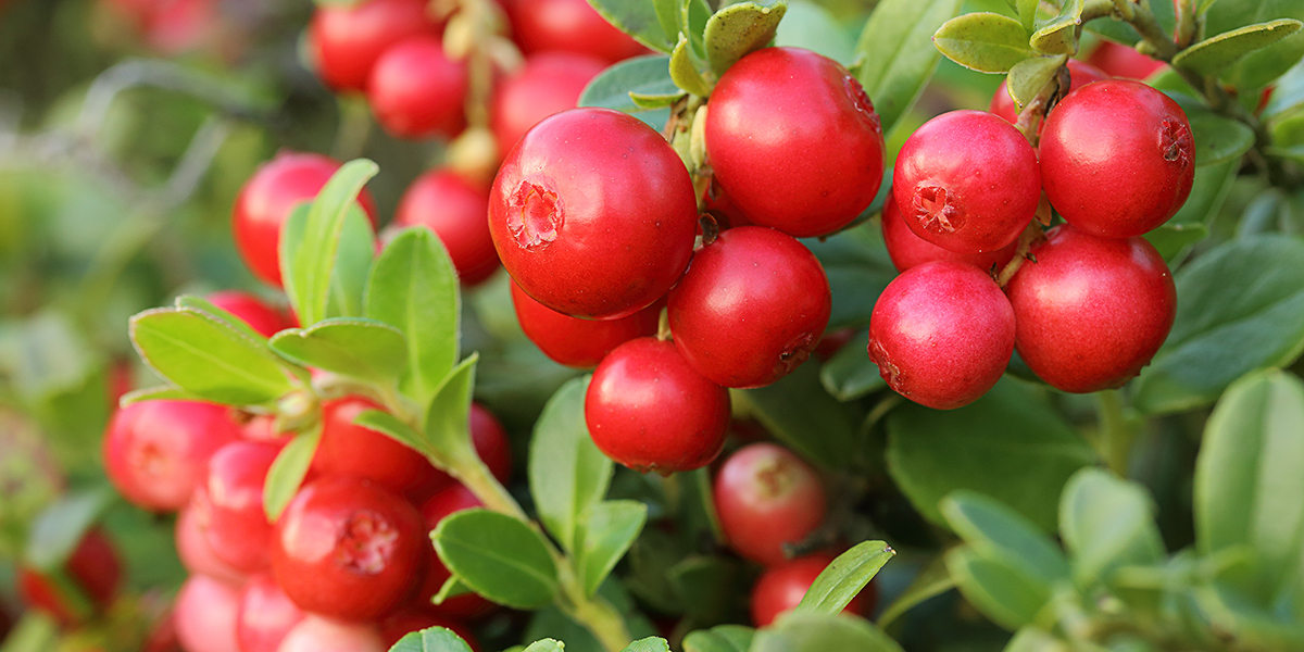 クランベリー/Cranberry